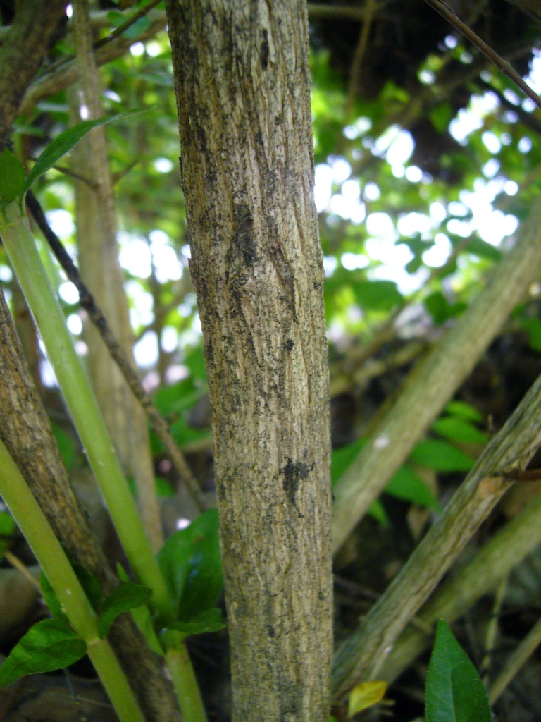 Abelia1_bark1.JPG