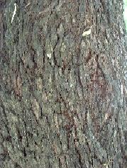 African_Sumac2_Bark_Small.jpg