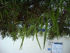 African_Sumac2_Leaves_Small