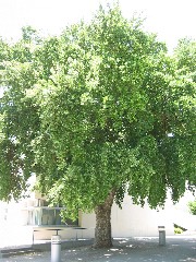Cork_Oak2_Tree_Small.jpg