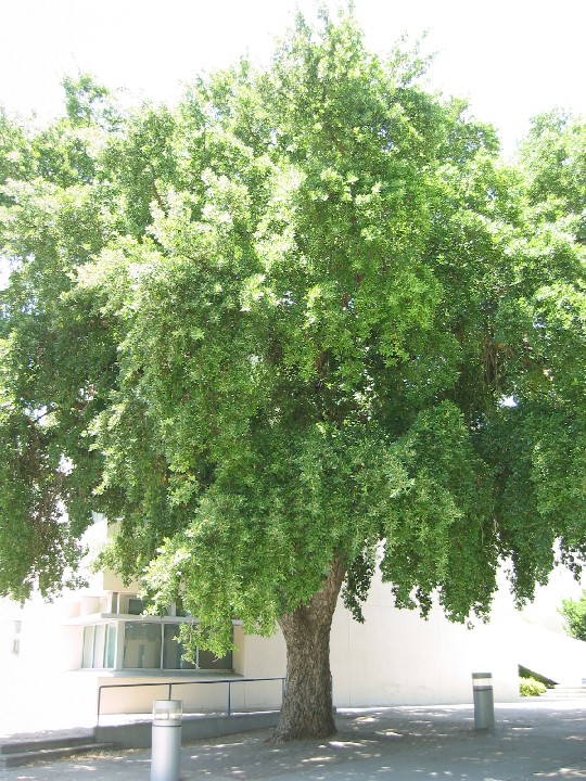 Cork_Oak2_Tree_medium.jpg