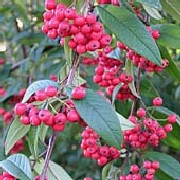 Cotoneaster2_Fruitsmall.JPG
