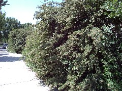 Cotoneaster2_WholeTreeSmall.jpg