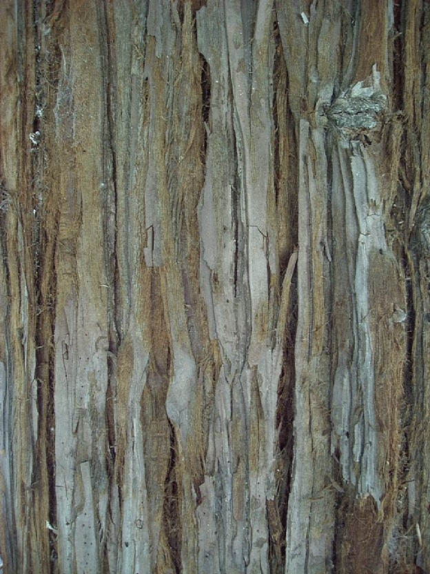 Redwood1_bark1.jpg