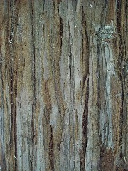 Redwood1_bark_mini.jpg