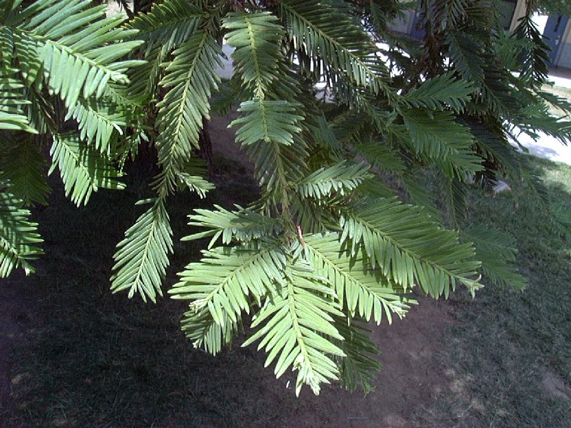 Redwood1_leaves1.jpg