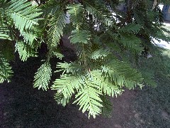 Redwood1_leaves_mini.jpg