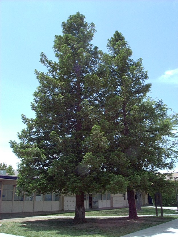 Redwood1_tree.jpg