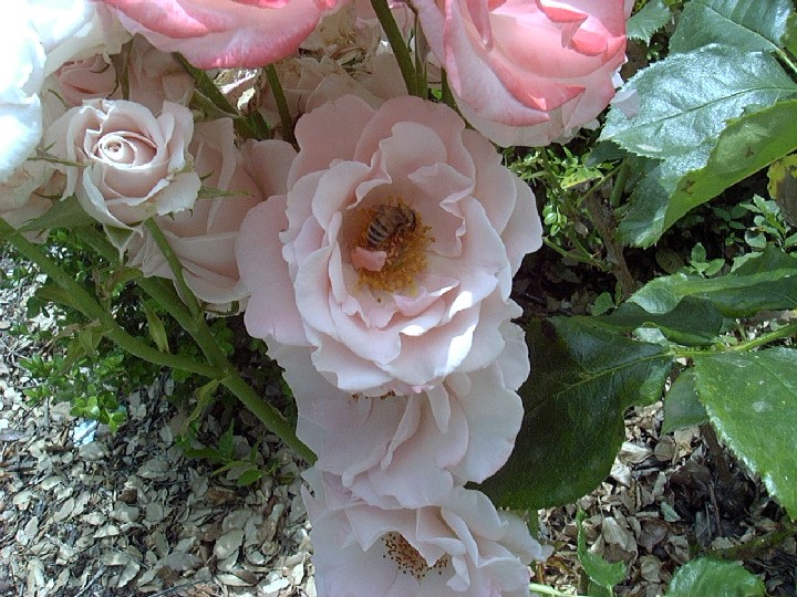 Rose1_flower.JPG