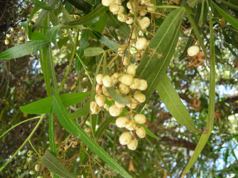 african_sumac1_fruit_big.jpg