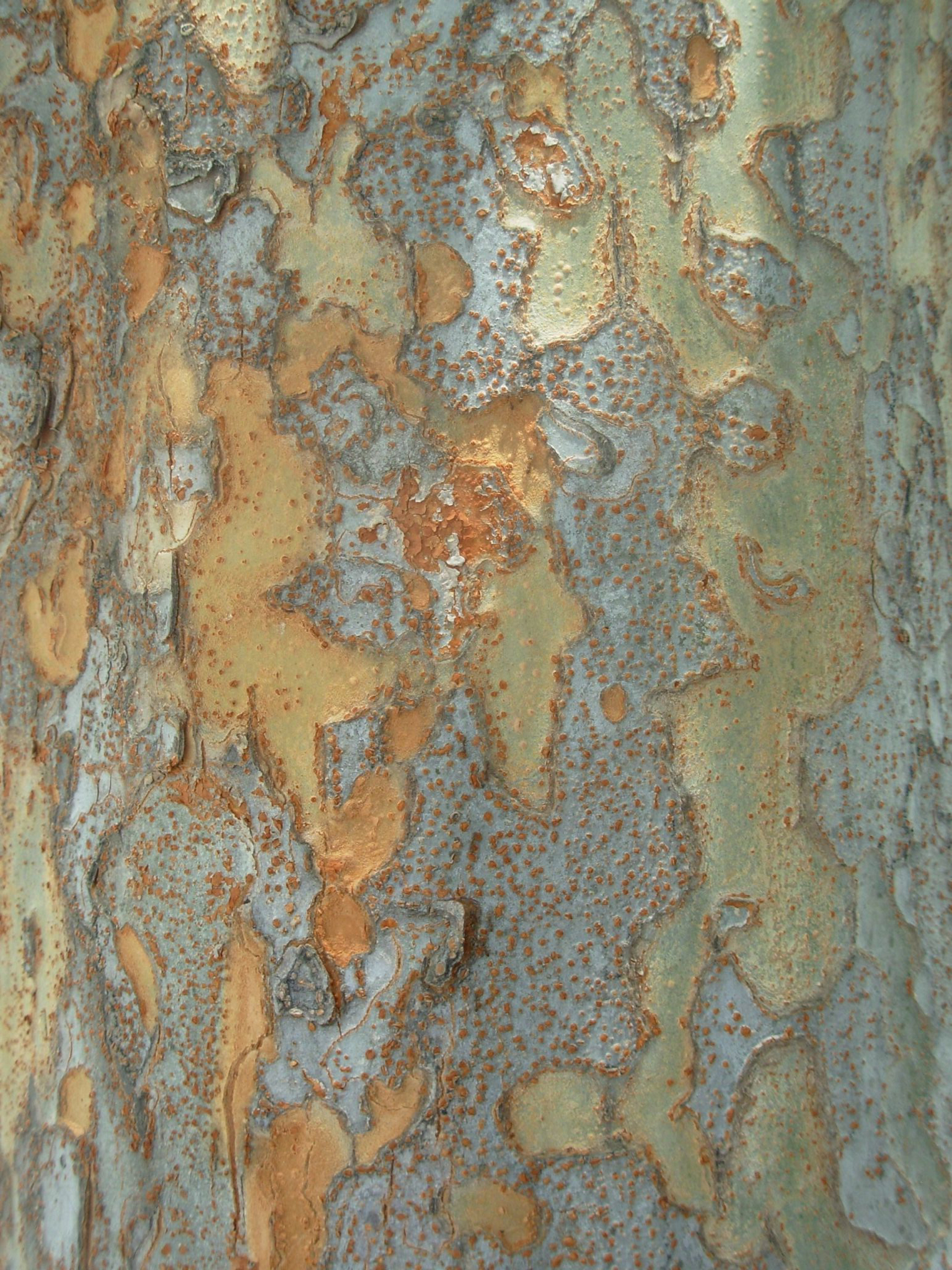 ch_elm1_bark.jpg
