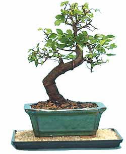 ch_elm1_bonsai.jpg