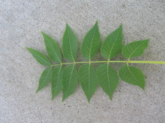 chinese_pistache1_leaves_small0001.JPG
