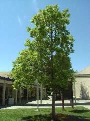 chinese_tallow2_whole_tree_small.jpg