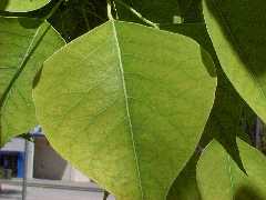 cinese_tallow2_leaves_small.jpg