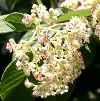 cotoneaster2_Flower.jpg