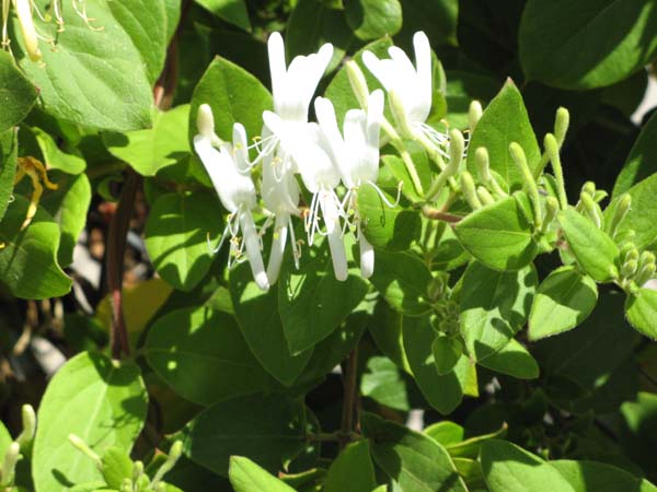 honeysuckle1_flowers.jpg