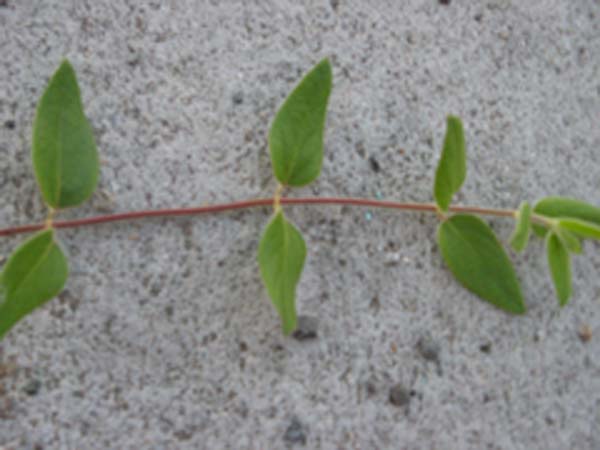 honeysuckle1_leaves.jpg