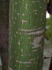japanesemaple1_barksmall.JPG