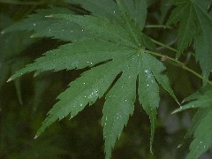 japanesemaple1_leafsmall.JPG
