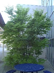 japanesemaple1_wholetreesmall.JPG