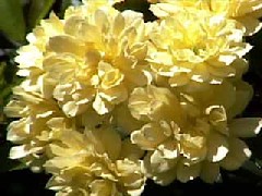 ladybanksrose1_flowersmall.jpg ladybanksrose1_flowersmall.jpg