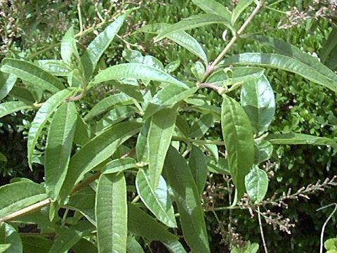 lemon_verbena2_leaf.jpg