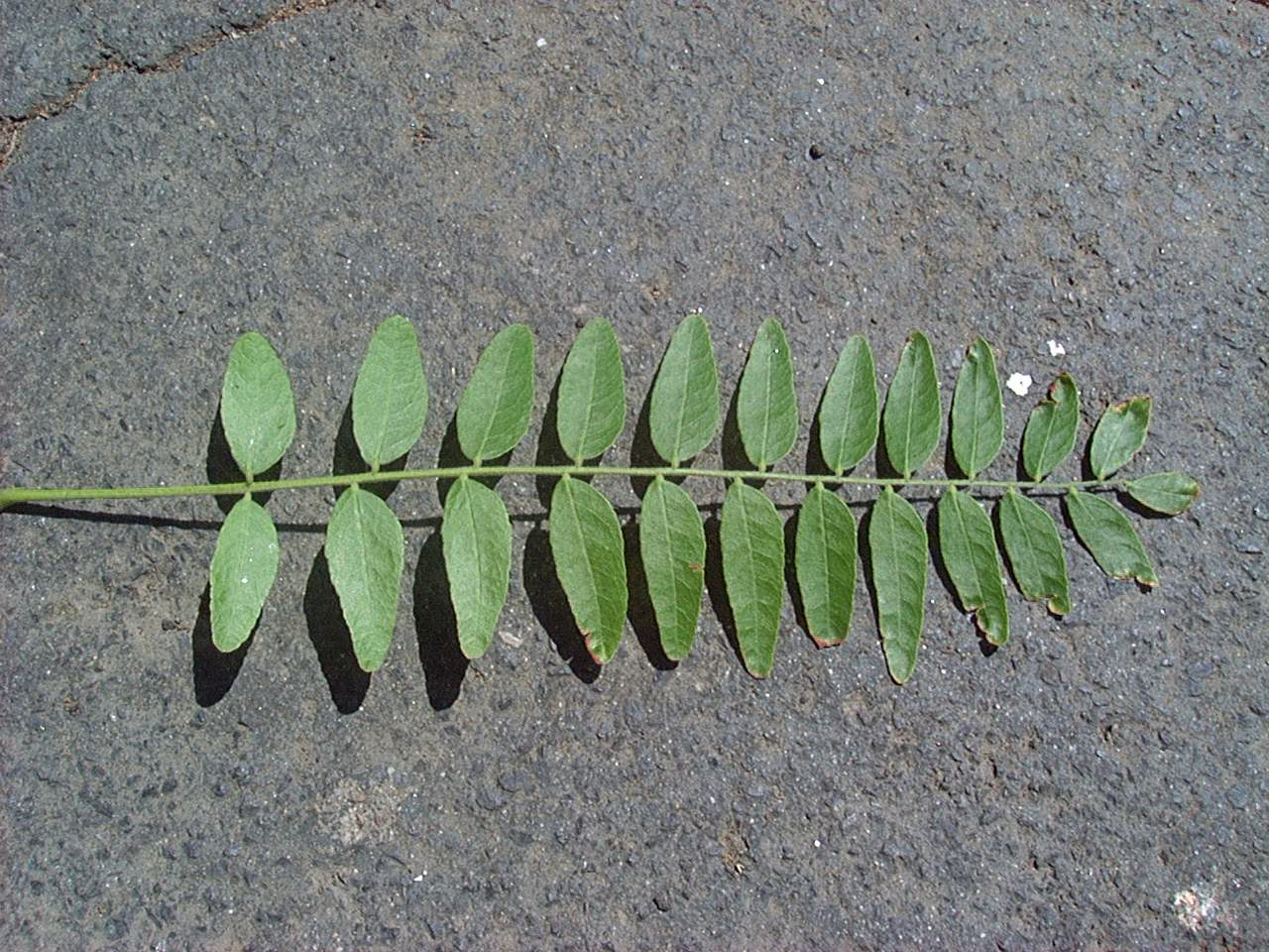 locust1_leaf.JPG