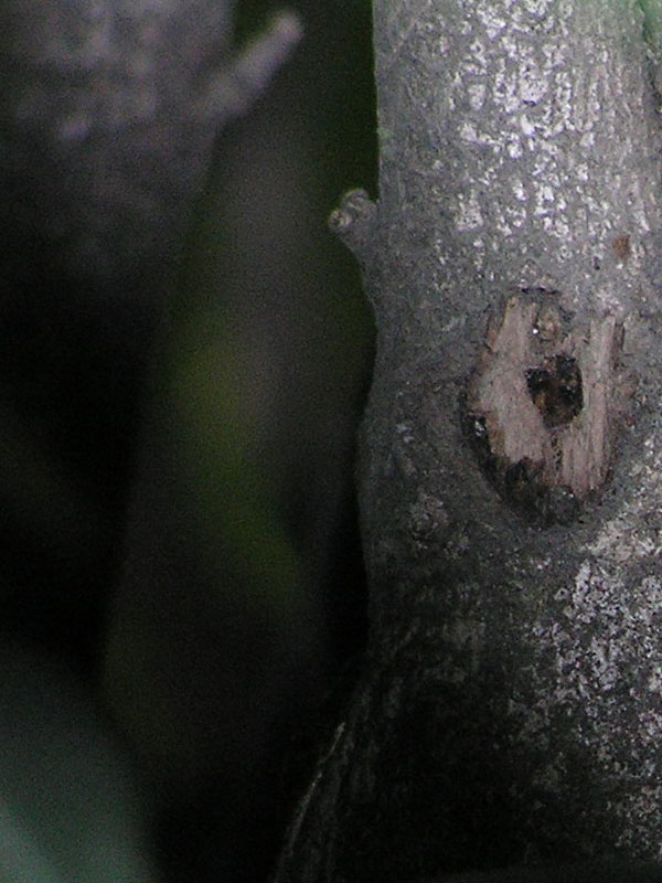 oleander1_barkpicturelarge.jpg