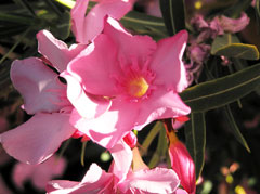 oleander1_flowerpicturesmall.jpg