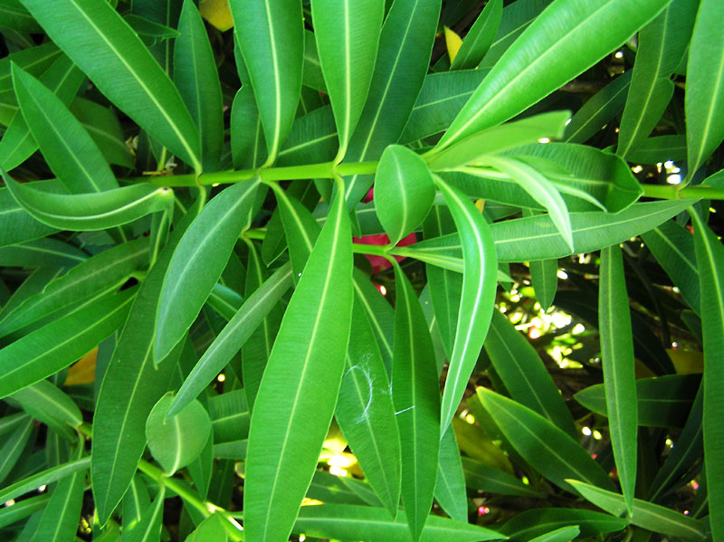 oleander1_leafpicturelarge.jpg