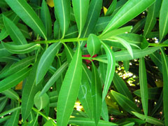 oleander1_leafpicturesmall.jpg