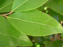 photinia1_leaf_small.jpg