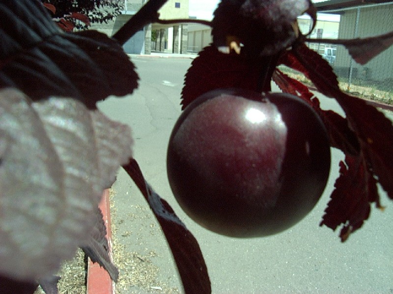 purpleplumbigfruit.JPG