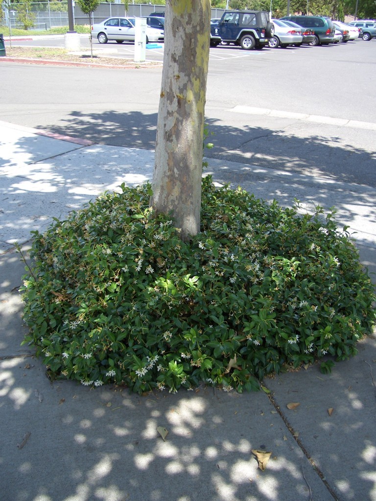 starjasmine2_fullplant.jpg