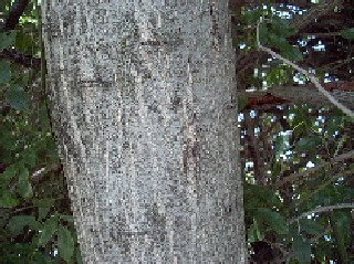 walnut-bark.jpg