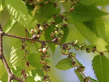 zelkova_fruit.jpg