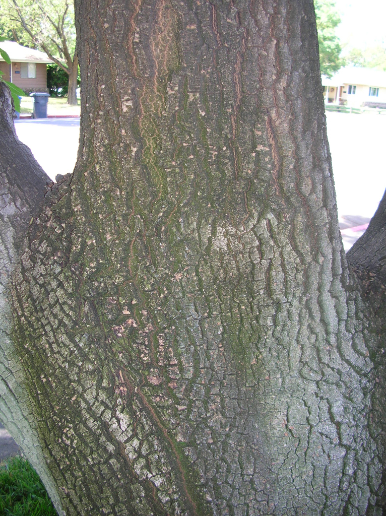 ash2_big_bark.jpg