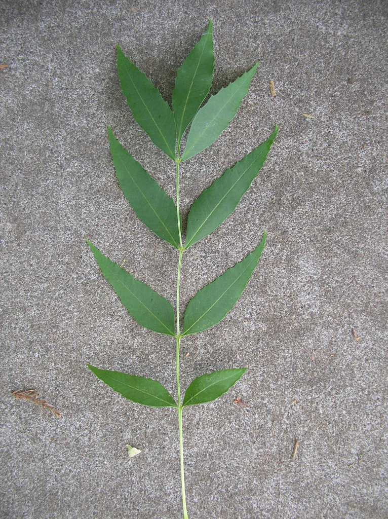 ash2_big_leaf.jpg