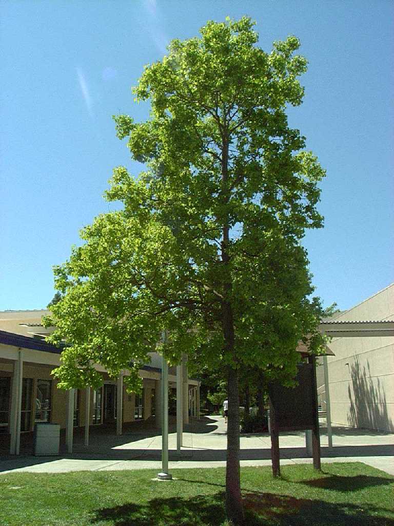 chinese_tallow2_whole_tree_big.jpg