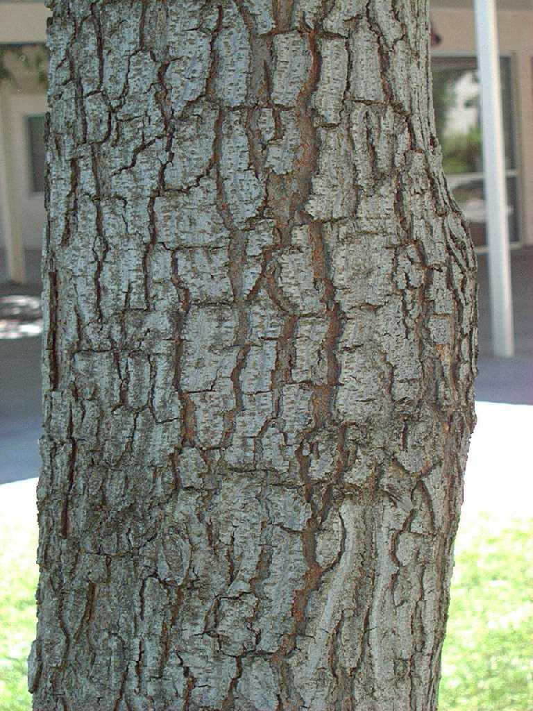 chinese_tallow2bark_big.jpg