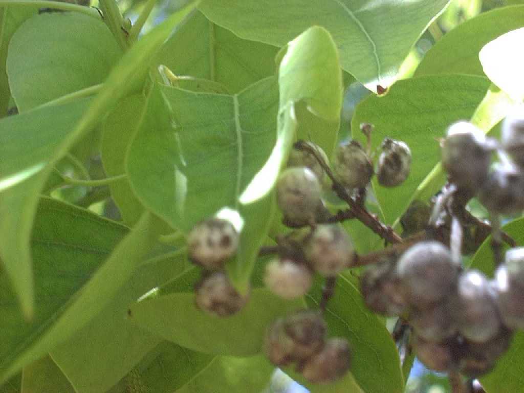 chinese_tallow2fruit2_big.jpg