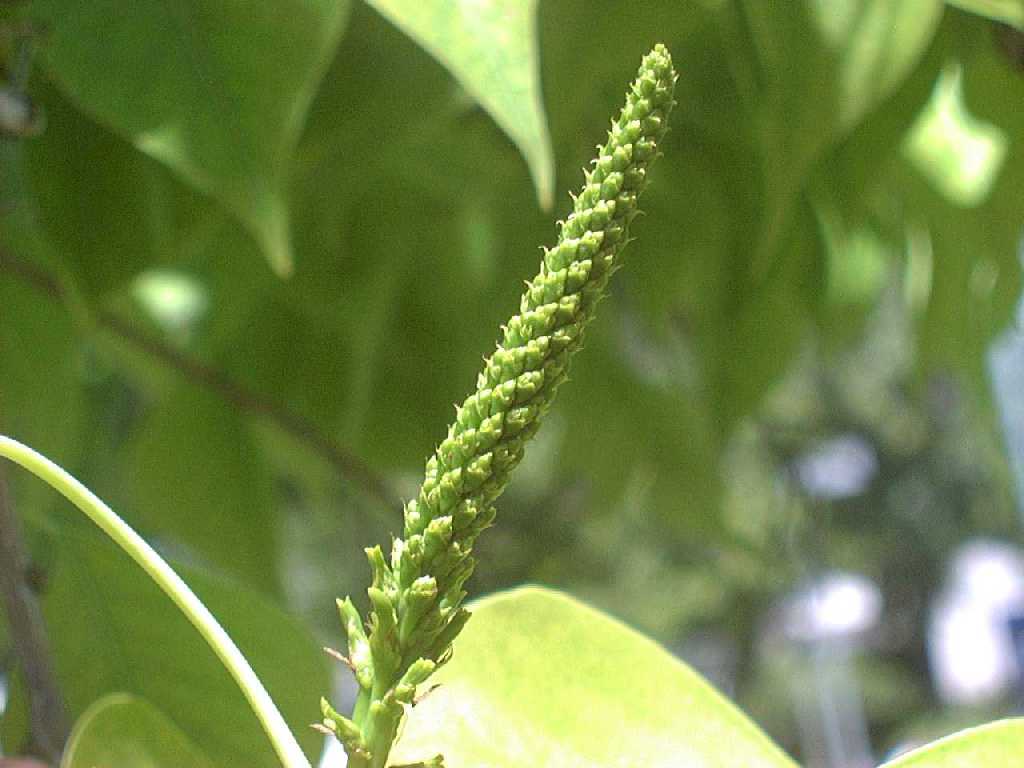 chinese_tallow2fruit_big.jpg