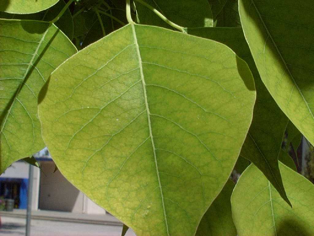 cinese_tallow2leaves_big.jpg