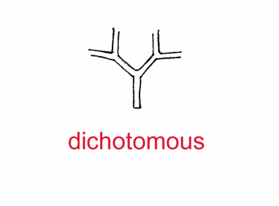 ginkgo2_dichotomousvenation.gif