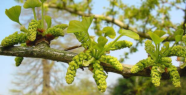 ginkgo2_fruit_catkins.jpg