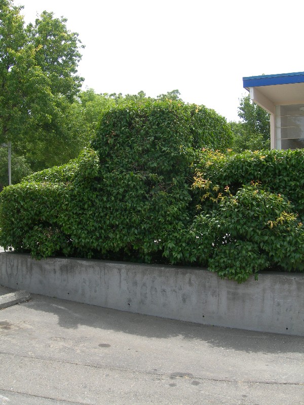 photinia1_whole_big.jpg