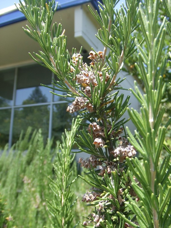 rosemary2_bigflower.jpg